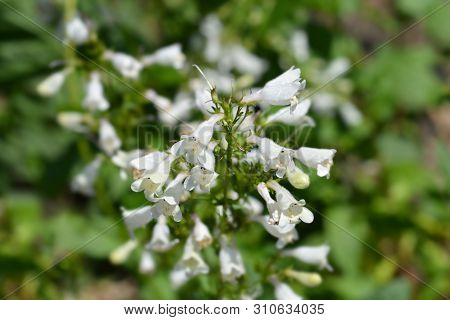 Cobaea Beardtongue White Flower - Latin Name - Penstemon Cobaea