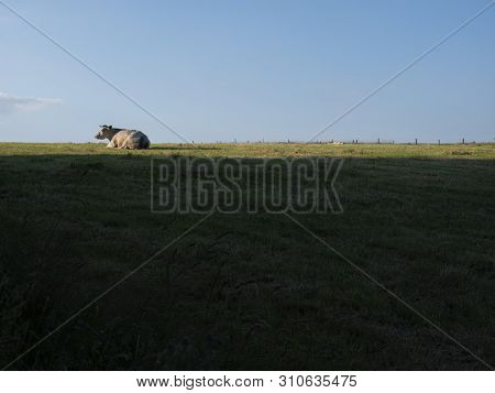 Cow Lies In Evening Landscape Between La Roche And Bastogne In The Belgian Ardennes