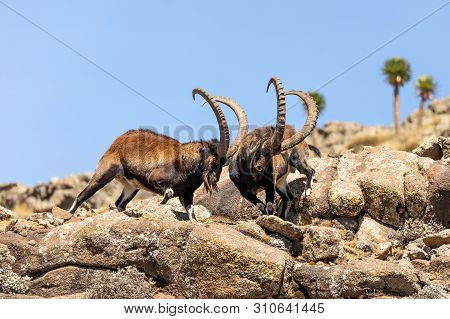 Very Rare Walia Ibex Fighting, Capra Walia, Rarest Ibex In World. Only About 500 Individuals Survive