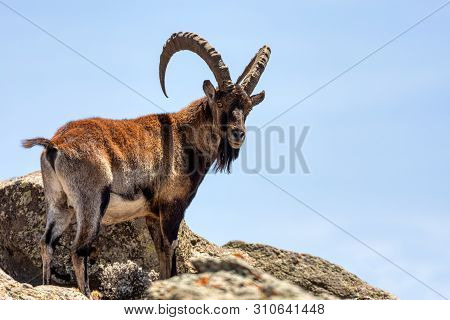 Very Rare Walia Ibex, Capra Walia, One Of The Rarest Ibex In World. Only About 500 Individuals Survi