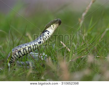 funny snake (natrix natrix) with dried water grass on the head
