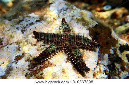 Mediterranean Rock Sea Star - Coscinasterias Tenuispina