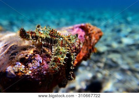 Mediterranean Rock Sea Star - Coscinasterias Tenuispina