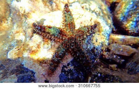 Mediterranean Sea Rock Star Fish - Coscinasterias Tenuispina