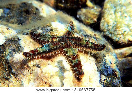 Mediterranean Sea Rock Star Fish - Coscinasterias Tenuispina