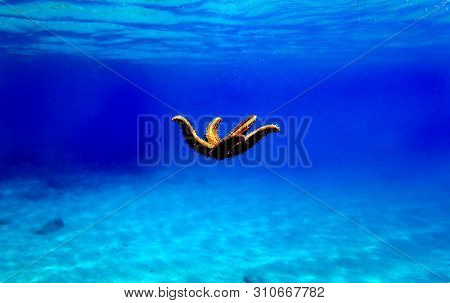 Mediterranean Sea Rock Star Fish - Coscinasterias Tenuispina