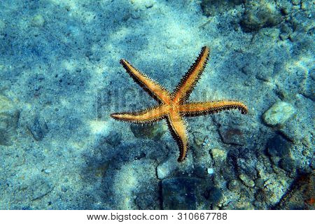 Mediterranean Sea Rock Star Fish - Coscinasterias Tenuispina