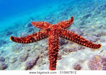 Mediterranean Sea Rock Star Fish - Coscinasterias Tenuispina