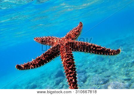Mediterranean Sea Rock Star Fish - Coscinasterias Tenuispina