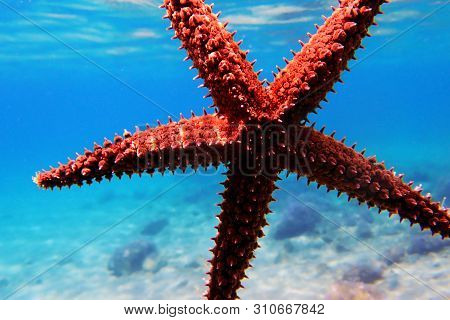 Mediterranean Sea Rock Star Fish - Coscinasterias Tenuispina