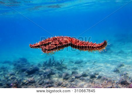 Mediterranean Sea Rock Star Fish - Coscinasterias Tenuispina