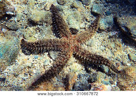 Mediterranean Sea Rock Star Fish - Coscinasterias Tenuispina