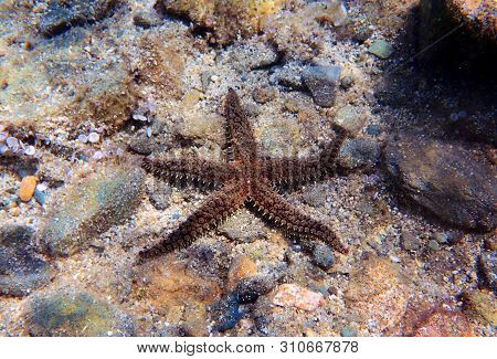 Mediterranean Sea Rock Star Fish - Coscinasterias Tenuispina