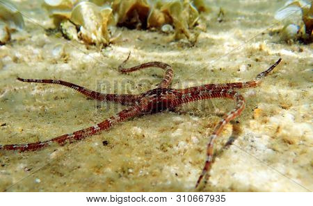 Smooth Brittle Sea Star - Ophioderma Longicauda