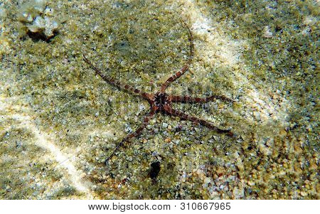 Smooth Brittle Sea Star - Ophioderma Longicauda
