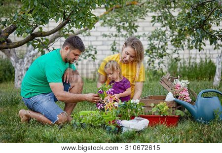 Happy Family Gardening Together And Taking Care Of Nature. Plant Sprouts And Fertilize The Ground. M