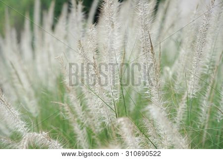 Closeup Blossom Flowers Of Thatched Grass Grow In The Wild Field