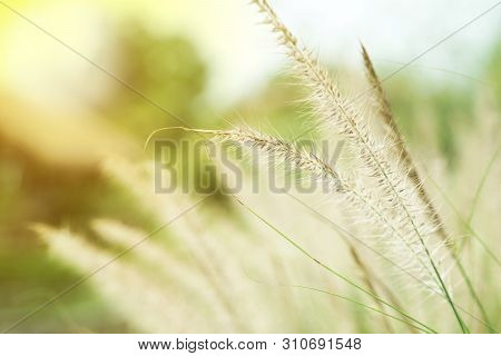 Closeup Blossom Flowers Of Thatched Grass Grow In The Wild Field