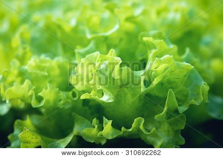 Green Lettuce In The Garden. Healthy Food Concept.