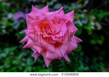 Close Up Shot Of Single Pink Rose With Water Droplets And A Green Difussed Background.