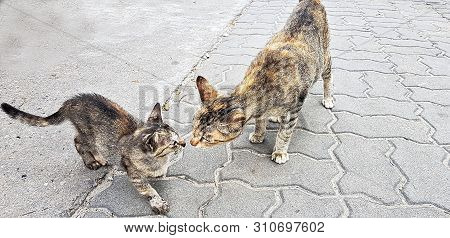 2 Kitties Play With Each Other On Walking Street