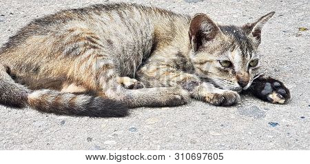 The Lonely Cat Relax On Street Floor In Sunny Day