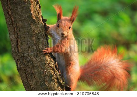 Beautiful Fluffy Squirrel Sitting On The Tree In The City Park
