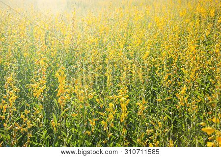 Sunn Hemp Flowers Swinging In The Wind, Abstract Yellow Flowers Are In Bloom In The Wind, Sunn Hemp 