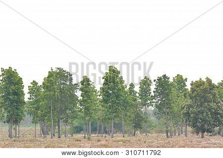 Big Green Trees Isolated On White Background, Tropical Trees Isolated Used For Design, Advertising A