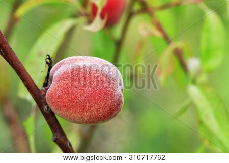 Sweet Peach Fruit Growing On A Peach Tree Branch In The Summer Garden And Gives A Good Harvest