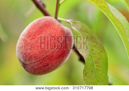 A Large Sweet Peach Fruit Grows On A Peach Tree Branch In A Summer Garden And Gives A Good Harvest.