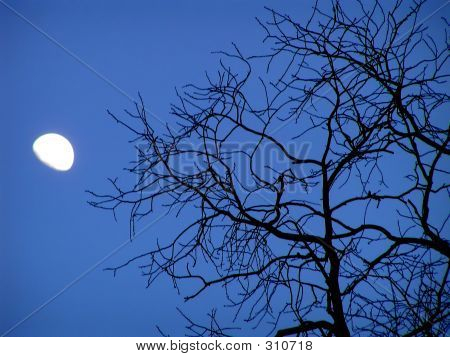 Moon og træer