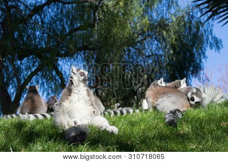 Family Of Lemurs Sunbathing On The Grass. The Ring Tailed Lemur, Lemur Catta, Is A Large Strepsirrhi