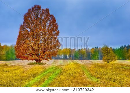 Fall Scenery With Line Of Forest And Wavy Field In Foreground. Under Rainy Grey Skies.horizontal Ima