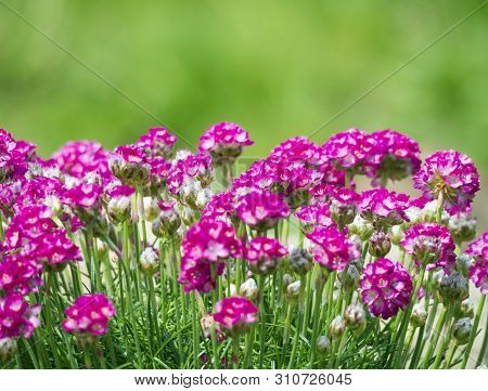 Close Up Macro Of Bunch Of Pink Blooming Armeria Maritima, Commonly Known As Thrift, Sea Thrift Or S