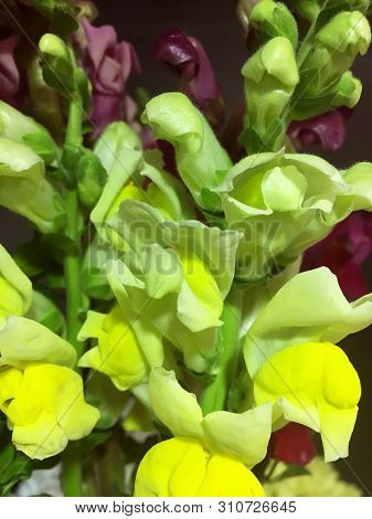 Summer Flower Yellow Antirrhinum. Yellow Antirrhinum Majus Flower Close Up.