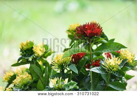 Ixora Flower Red And Yellow Blooming In The Garden Beautiful Nature Green Background / Chinensis Ixo