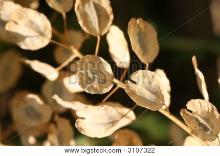 Pennycress