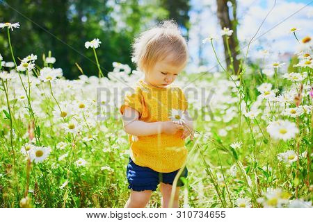 Adorable Baby Girl Amidst Green Grass And Beauitiful Daisies On A Summer Day. Little Child Having Fu