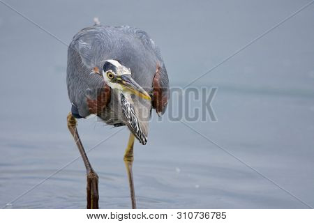 Great Blue Heron Stalks Towards The Camera, Intent On Catching Fish