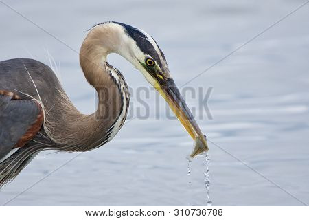 Close Up Of A Great Blue Heron Holding A Tiny Flat Fish In Its Beak