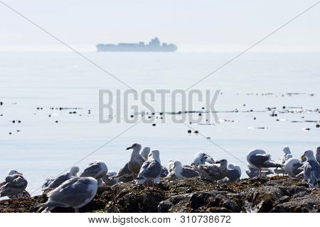 Glaucus-winged Seagulls Congregate On The Rocks At Low Tide While A Container Ship Passes In The Str
