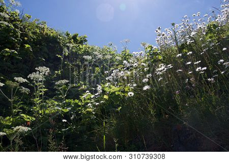 Cow Parsnips And Daisies Are Brilliantly Lit By The Afternoon Sun On A Hillside On Nootka Island, Br