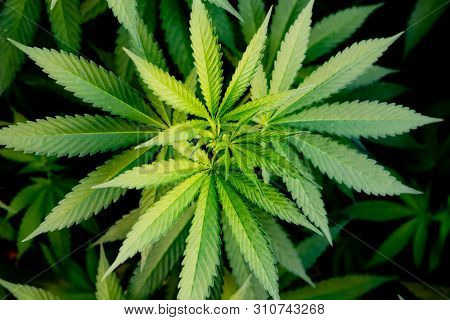 Medical Cannabis crop almost ready for harvesting on a legal grow farm  