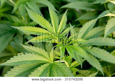 Medical Cannabis crop almost ready for harvesting on a legal grow farm  