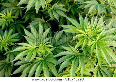 Medical Cannabis crop almost ready for harvesting on a legal grow farm  