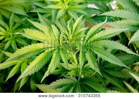 Medical Cannabis crop almost ready for harvesting on a legal grow farm  