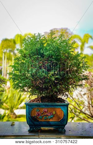 Bonzai Tree On The Wood Table In The Garden.