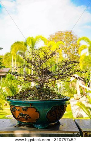 Bonzai Tree On The Wood Table In The Garden.