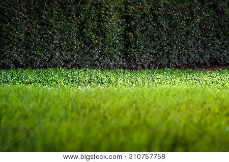 Grasses On The Ground In The Dark Night Garden With Spotlight Light.